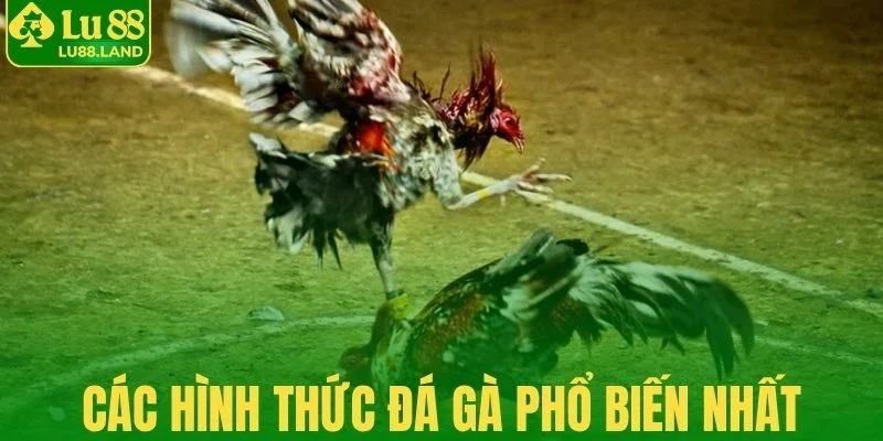 Các hình thức đá gà phổ biến nhất